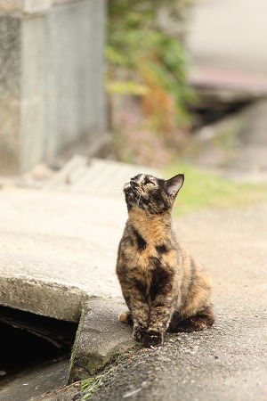 ねりゃってりゅ？　
