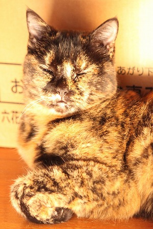 おとうちゃん　じけんにゃ！