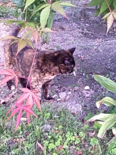 待つにゃ