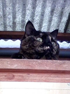 避難しとくにゃ