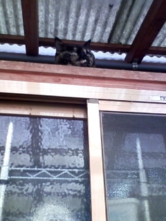 避難しとくにゃ