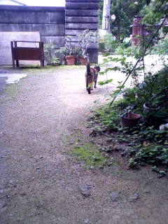 マメマメも