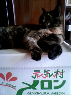 おバカにゃ