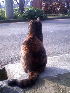 サンタ待ちにゃ