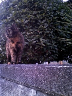 塀の上から