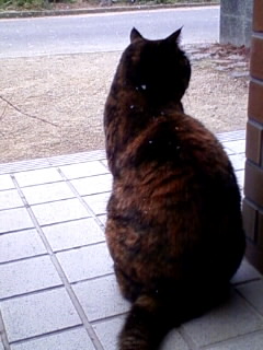2010年　初雪にゃ