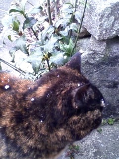 2010年　初雪にゃ