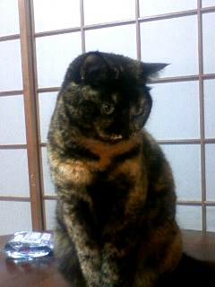 マメマメの悩みは