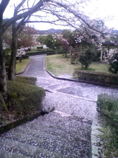 桜の階段