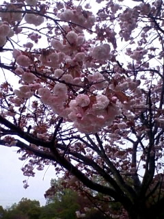 八重桜かにゃ