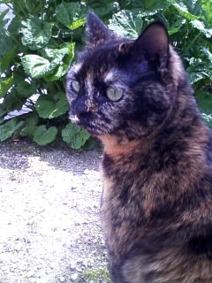 ちがうにゃ