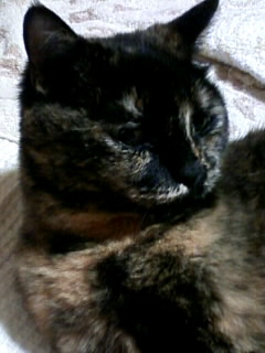 つゆにゃ
