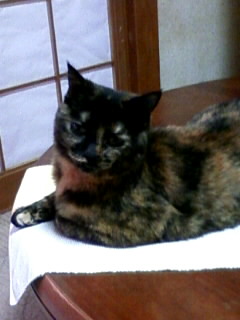 ７月にゃ