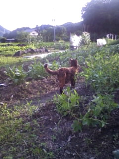 久しぶりのぱとろーる