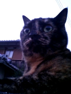 たにゃばたは