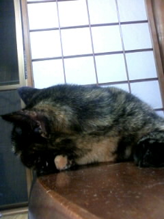 ７月のダメにゃ