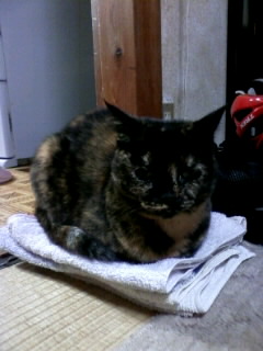 タオルがおざぶ