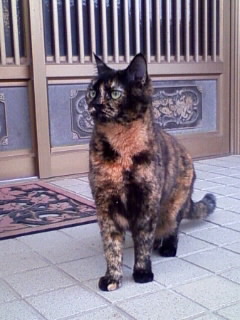 キリっとにゃ