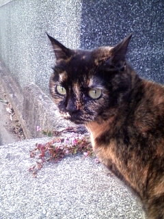 北風２号にゃ