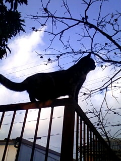 やせーてきにゃ