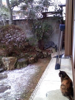 どしたらいいかにゃ