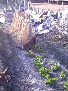 えものにゃ