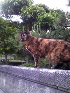ムリにゃこと