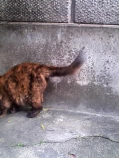 ボツにゃパシャ