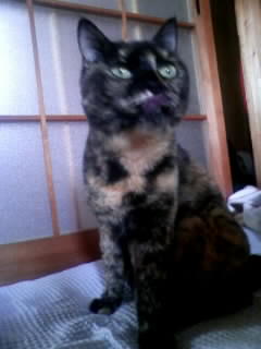ちびっとボケてるにゃ