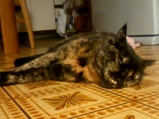 ぼつにゃぱしゃ