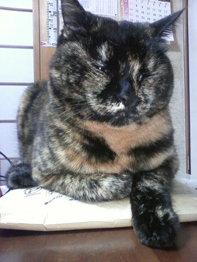マメマメのお仕事④