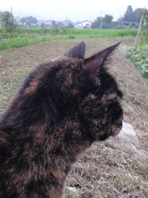 まいあさ