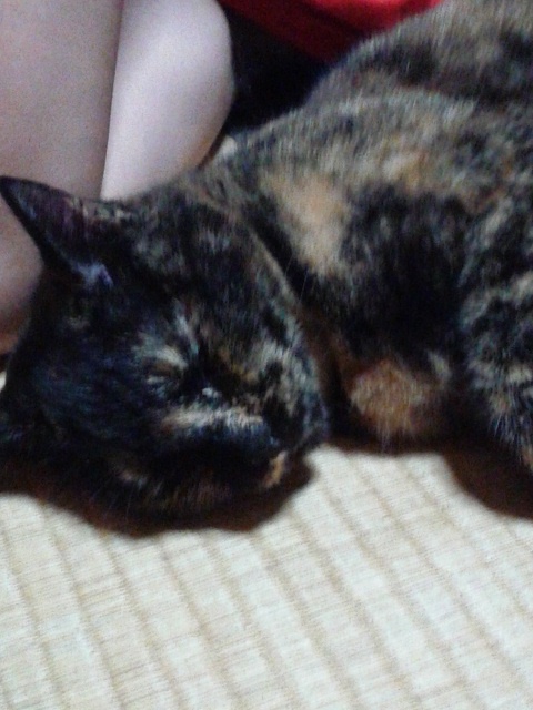 よにゃかの　あっぷにゃ