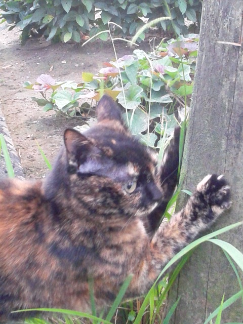 キリっとにゃ