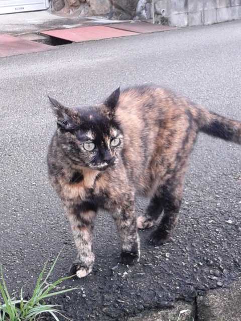 ひっさつわざ　にゃのかもにゃ