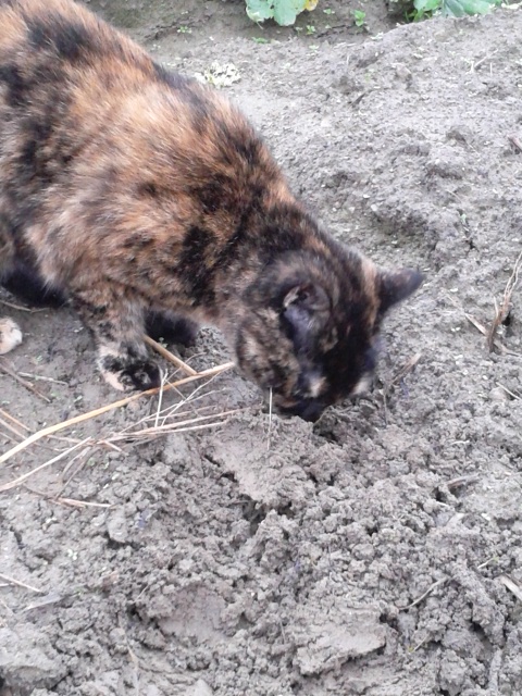 あめあがり　ぱとたいにゃ