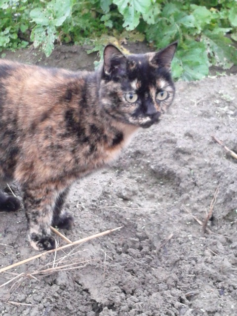 あめあがり　ぱとたいにゃ
