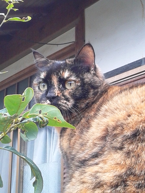 ほめりゃれたにゃ！
