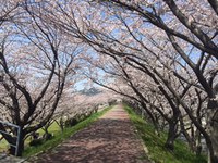 もうすぐに桜も咲く季節に…桜のトンネル楽しみですね