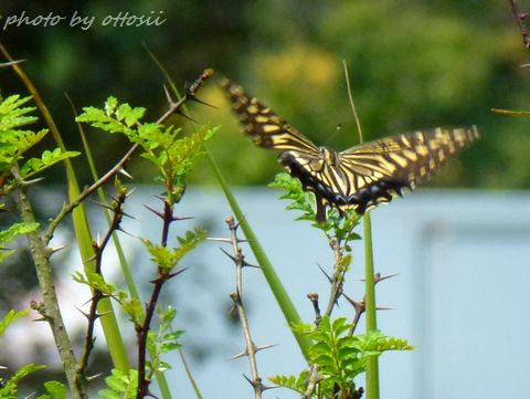 アゲハチョウ