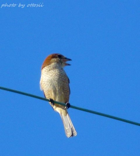 百舌鳥