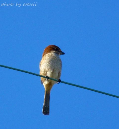 百舌鳥