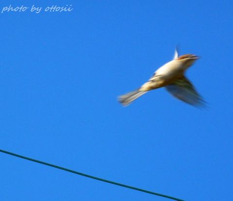 百舌鳥