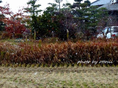 おおさむい