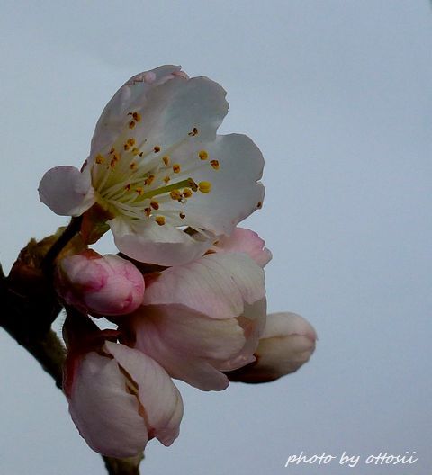 sakurabana
