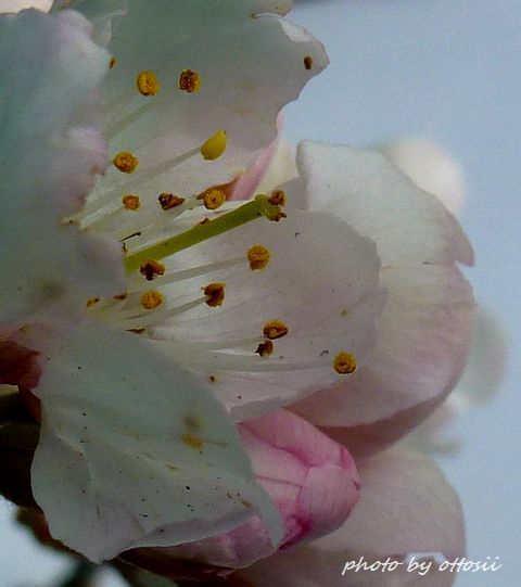 sakurabana