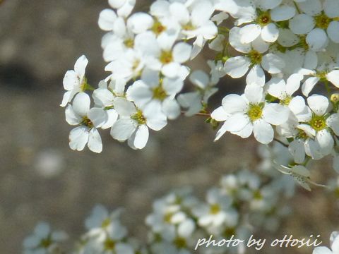 花から花へと
