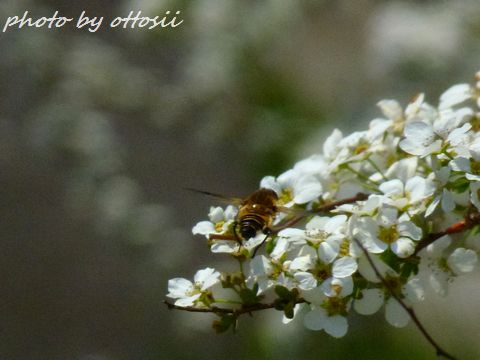 花から花へと