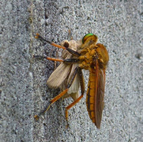 正シイ休日ノ過ゴシカタ