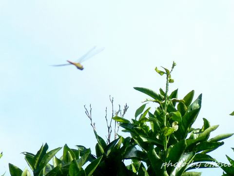 赤とんぼ見～っけ